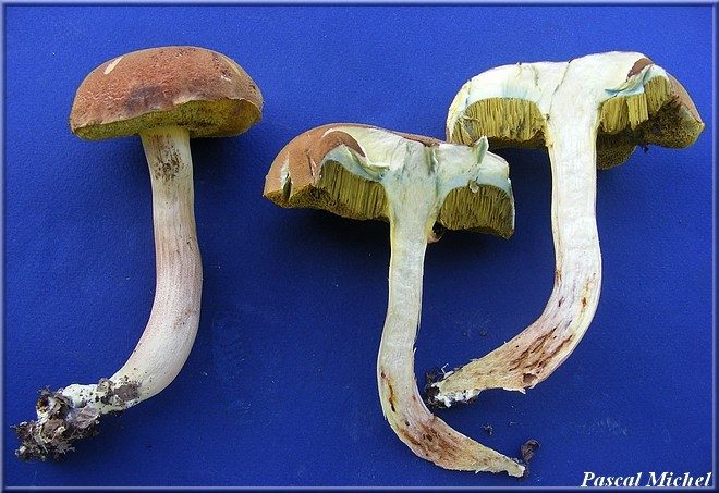 Bolet tomenteux (Boletus subtomentosus), photo 2 sur 3