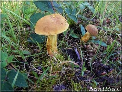 Bolet tomenteux (Boletus subtomentosus), photo 1 sur 3