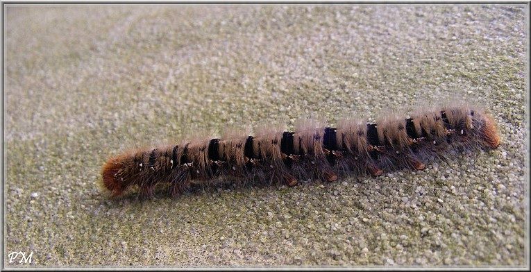 Bombyx du Chêne (Lasiocampa quercus), photo 2 sur 2
