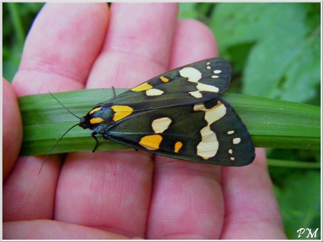 Ecaille marbrée rouge (Callimorpha dominula), photo 2 sur 5