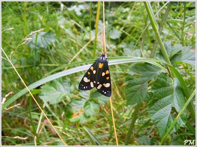 Ecaille marbrée rouge (Callimorpha dominula), photo 1 sur 5