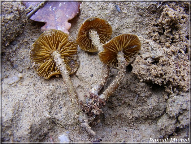 Collybie à lames jaunes (Callistosporium luteo-olivaceum), photo 2 sur 4