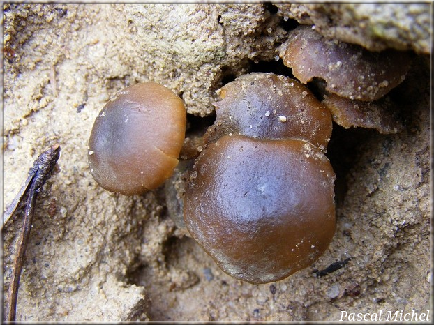 Collybie à lames jaunes (Callistosporium luteo-olivaceum), photo 1 sur 4