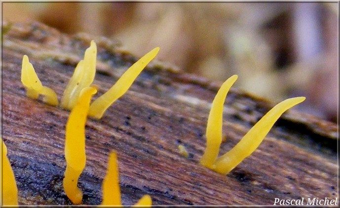 Calocère cornée (Calocera cornea)