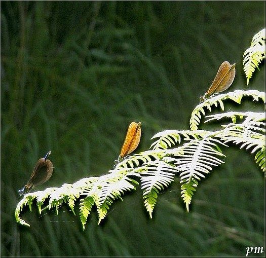 Caloptéryx vierge (Calopteryx virgo), mâle, photo 2 sur 2