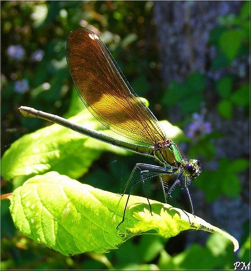 Caloptéryx vierge (Calopteryx virgo), femelle, photo 2 sur 2