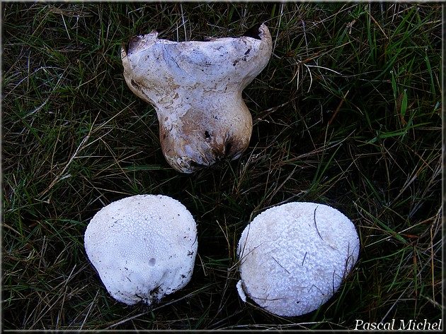 Calvatie en outre (Calvatia utriformis), photo 2 sur 2
