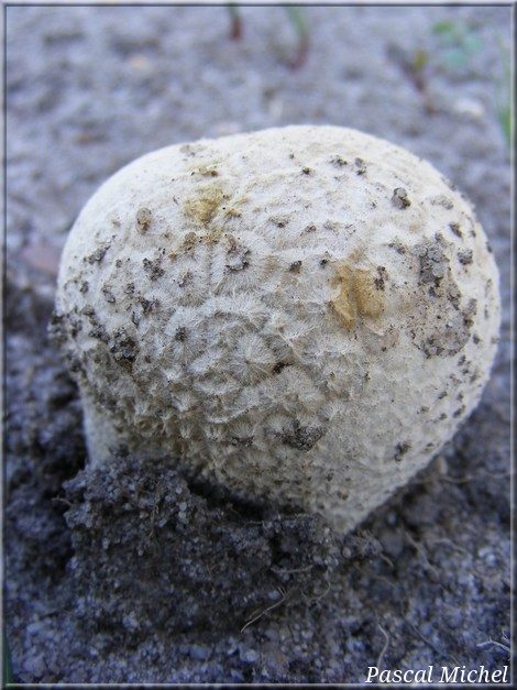 Calvatie en outre (Calvatia utriformis), photo 1 sur 2