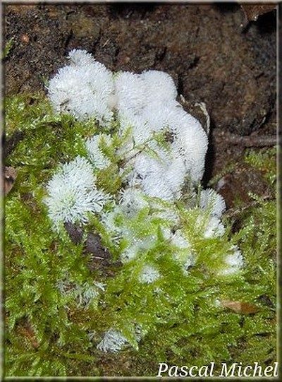 Ceratiomyxa fruticulosa, photo 1 sur 2
