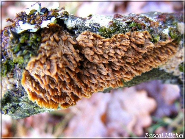 Radulomyces molaris