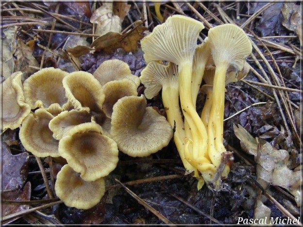 Chanterelle en tube (Craterellus tubaeformis)