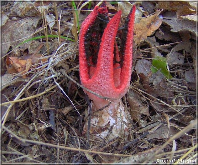 Clathre d'Archer (Clathrus archeri), photo 1 sur 3