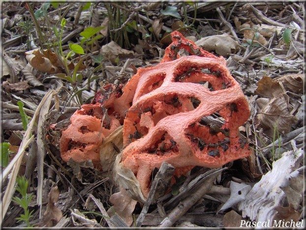 Coeur-de-sorcière (Clathrus ruber)