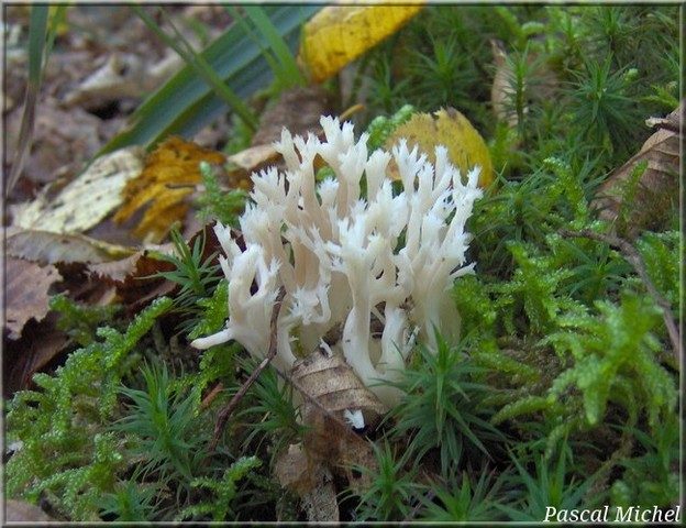Clavaire à crêtes (Clavulina cristata)