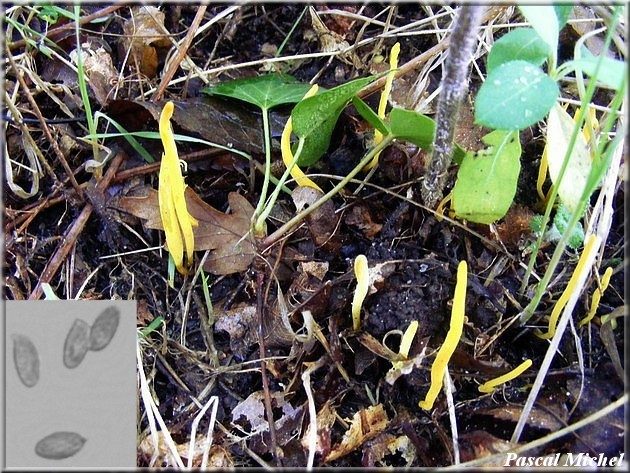 Clavaire jaune pâle (Clavulinopsis luteoalba)
