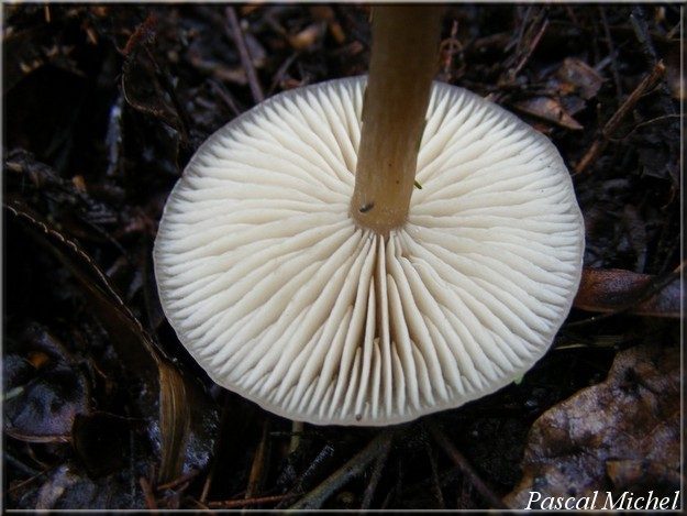Clitocybe suaveolens, photo 2 sur 2