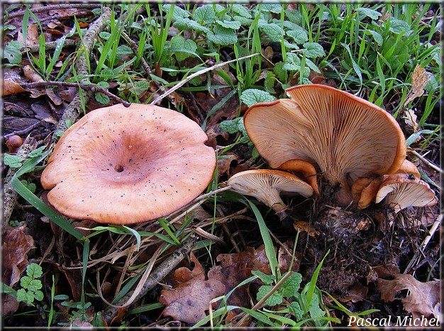 Paralepista flaccida