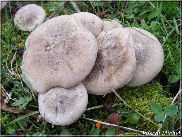 Clitocybe nébuleux (Clitocybe nebularis), photo 1 sur 2