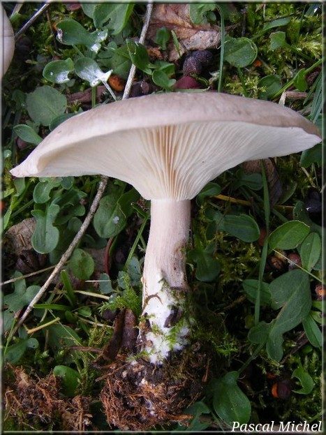 Clitocybe nébuleux (Clitocybe nebularis), photo 2 sur 2