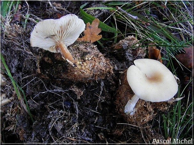 Clitocybe nitrophile (Clitocybe nitrophila)