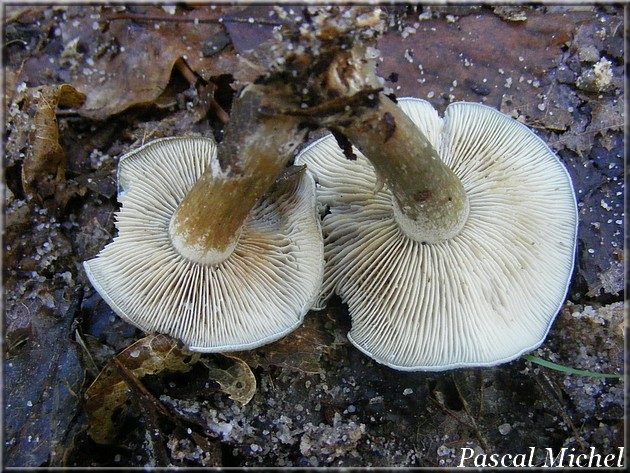 Clitocybe odorant, photo 2 sur 2