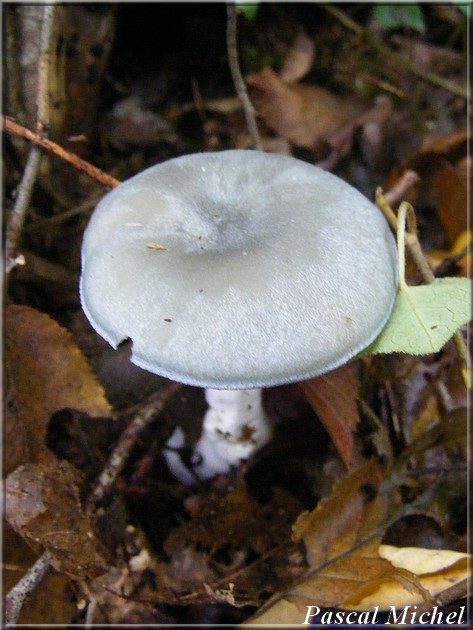Clitocybe odorant, photo 1 sur 2