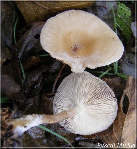 Clitocybe à odeur de poulailler (Clitocybe phaeophtalma)