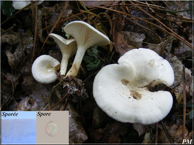 Clitocybe des feuilles (Clitocybe phyllophila), photo 1 sur 4