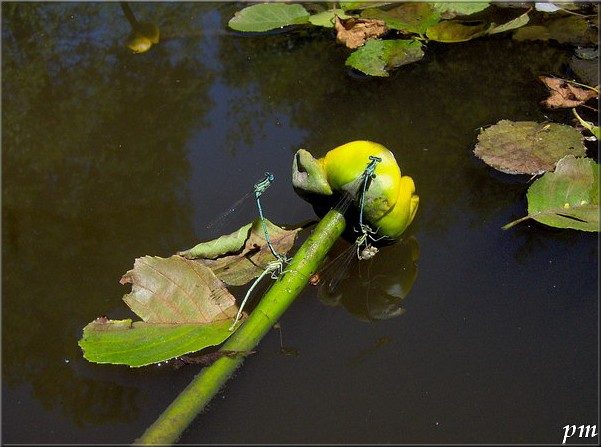 Agrion jouvencelle (Coenagrion puella), photo 4 sur 4