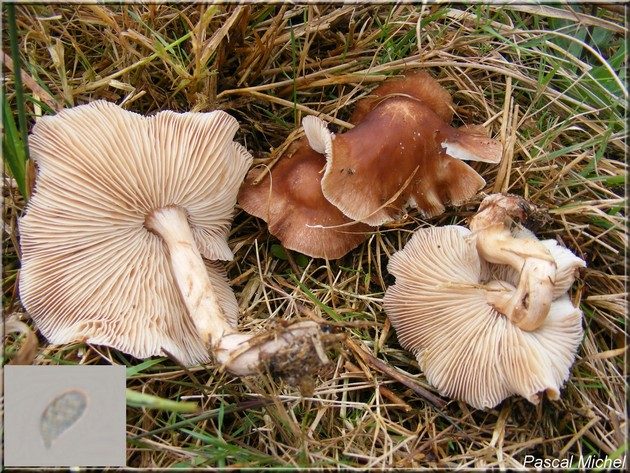 Gymnopus luxurians
