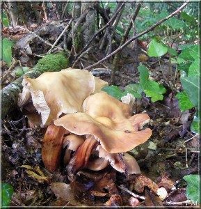 Vidéo : Gymnopus fusipes