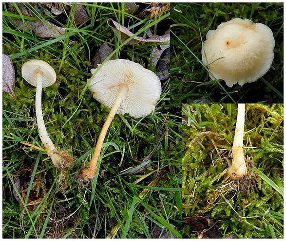 Collybie aqueuse (Gymnopus aquosus)