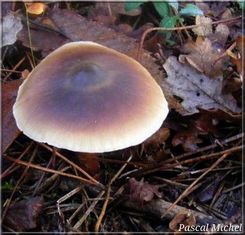 Collybie beurrée (Rhodocollybia butyracea), photo 2 sur 2