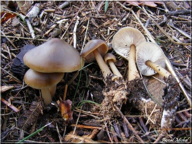 Collybie beurrée (Rhodocollybia butyracea), photo 1 sur 2