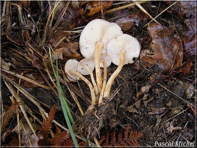Collybie des chênes (Gymnopus dryophilus), photo 2 sur 2