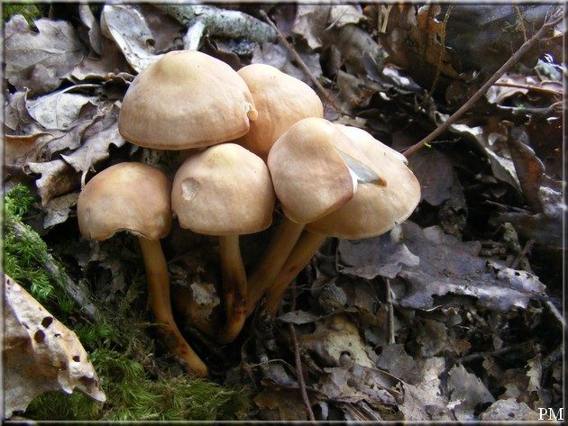 Collybie à pied en fuseau (Gymnopus fusipes), photo 2 sur 2