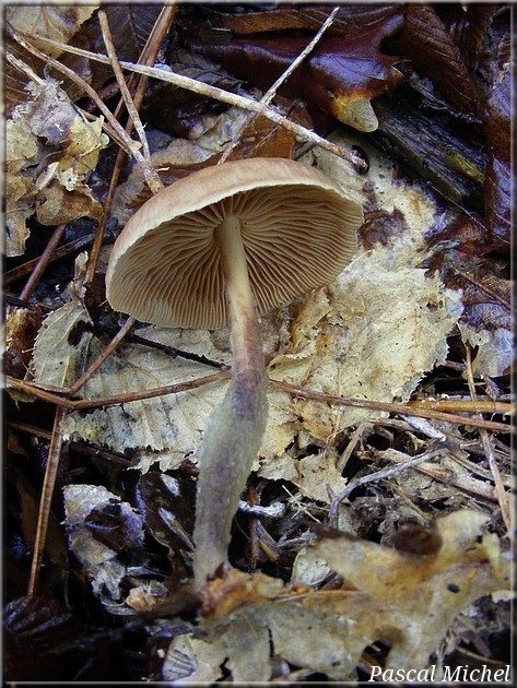 Collybie guêtrée (Gymnopus peronatus)