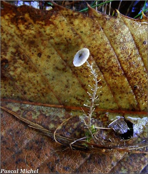 Collybie ramifiée (Dendrocollybia racemosa), photo 1 sur 2