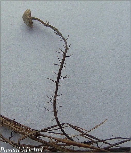Collybie ramifiée (Dendrocollybia racemosa), photo 2 sur 2