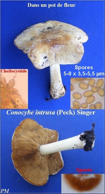 Conocybe déconcertant (Conocybe intrusa), photo 1 sur 2