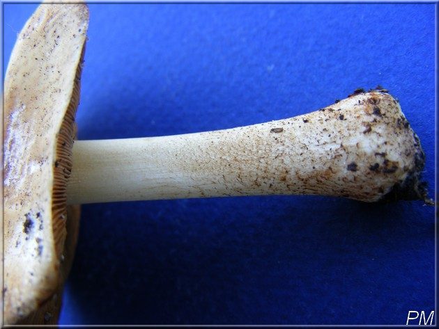 Conocybe déconcertant (Conocybe intrusa), photo 2 sur 2