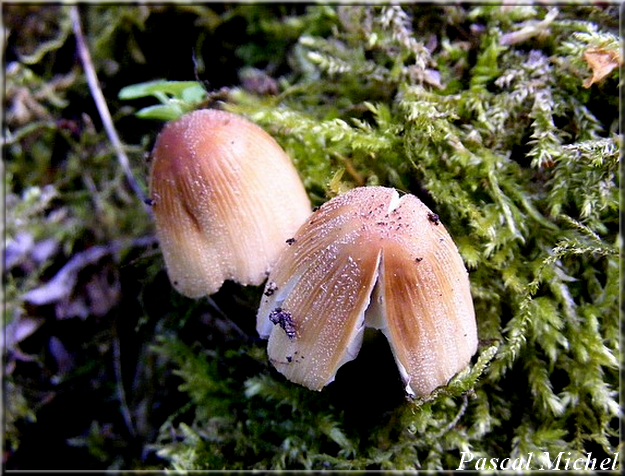 Coprin micacé (Coprinellus micaceus), photo 1 sur 3