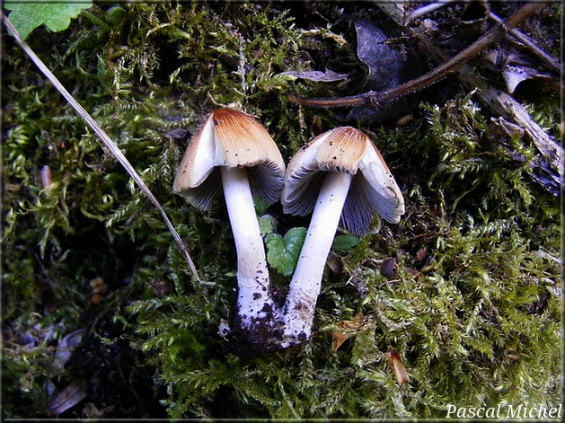 Coprin micacé (Coprinellus micaceus), photo 2 sur 3
