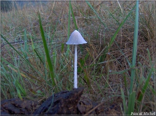 Coprin blanc de neige (Coprinopsis nivea)