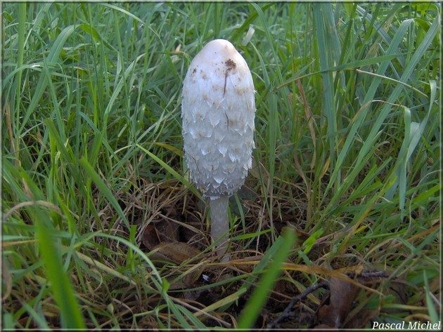 Coprin chevelu (Coprinus comatus), photo 1 sur 2