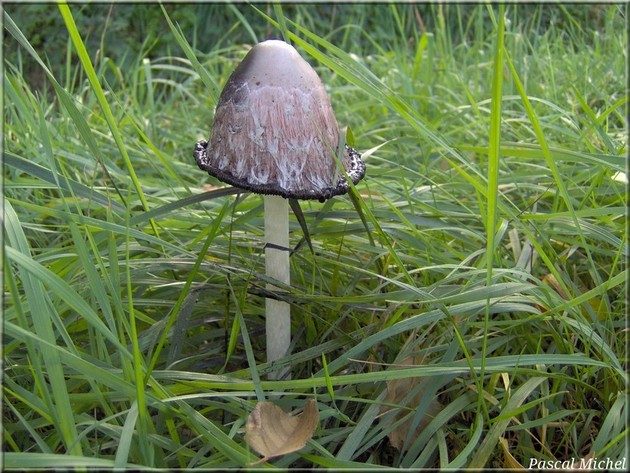 Coprin chevelu (Coprinus comatus), photo 2 sur 2