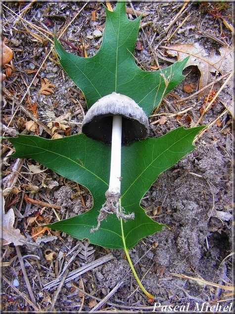 Coprinopsis spilospora, photo 2 sur 2