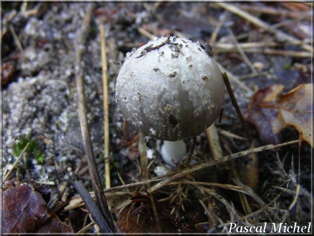 Coprinopsis spilospora, 31 août 2013