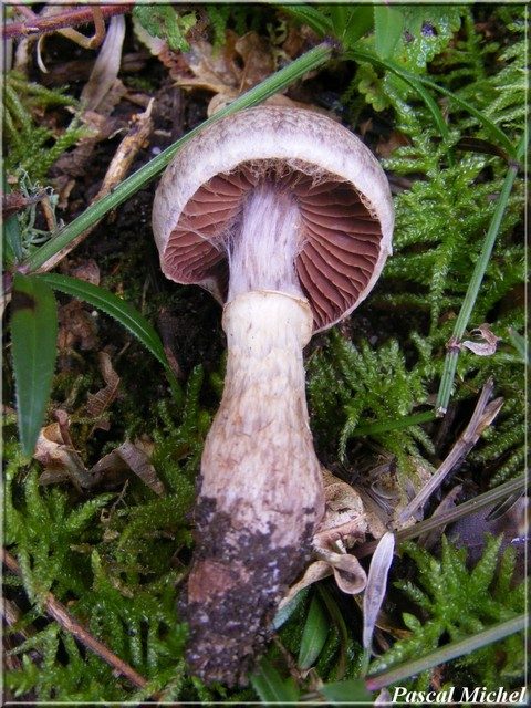 Cortinaire à chaussette (Cortinarius torvus), photo 2 sur 2