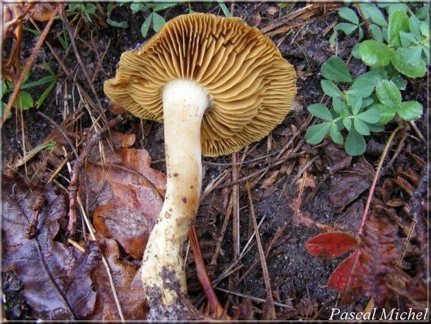 Cortinaire verdâtre (Cortinarius venetus), photo 3 sur 3